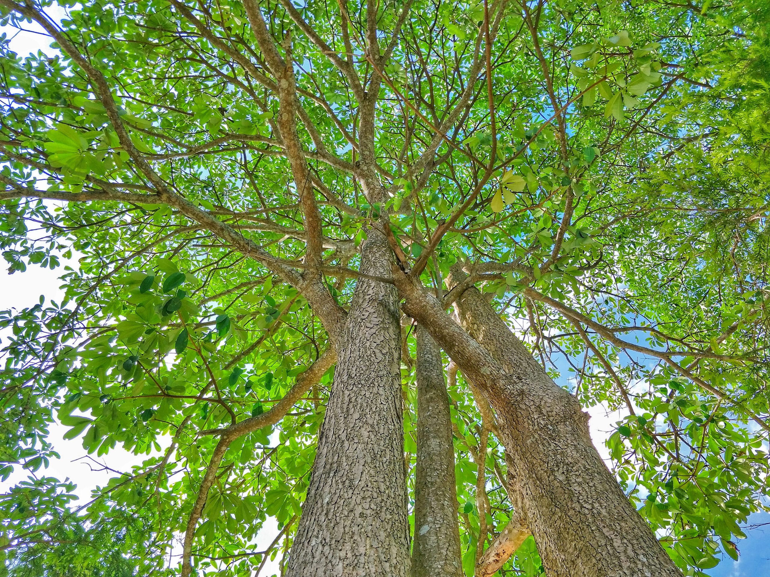 Bottom,View,To,The,Tree,Top,With,Spread,Branch,And