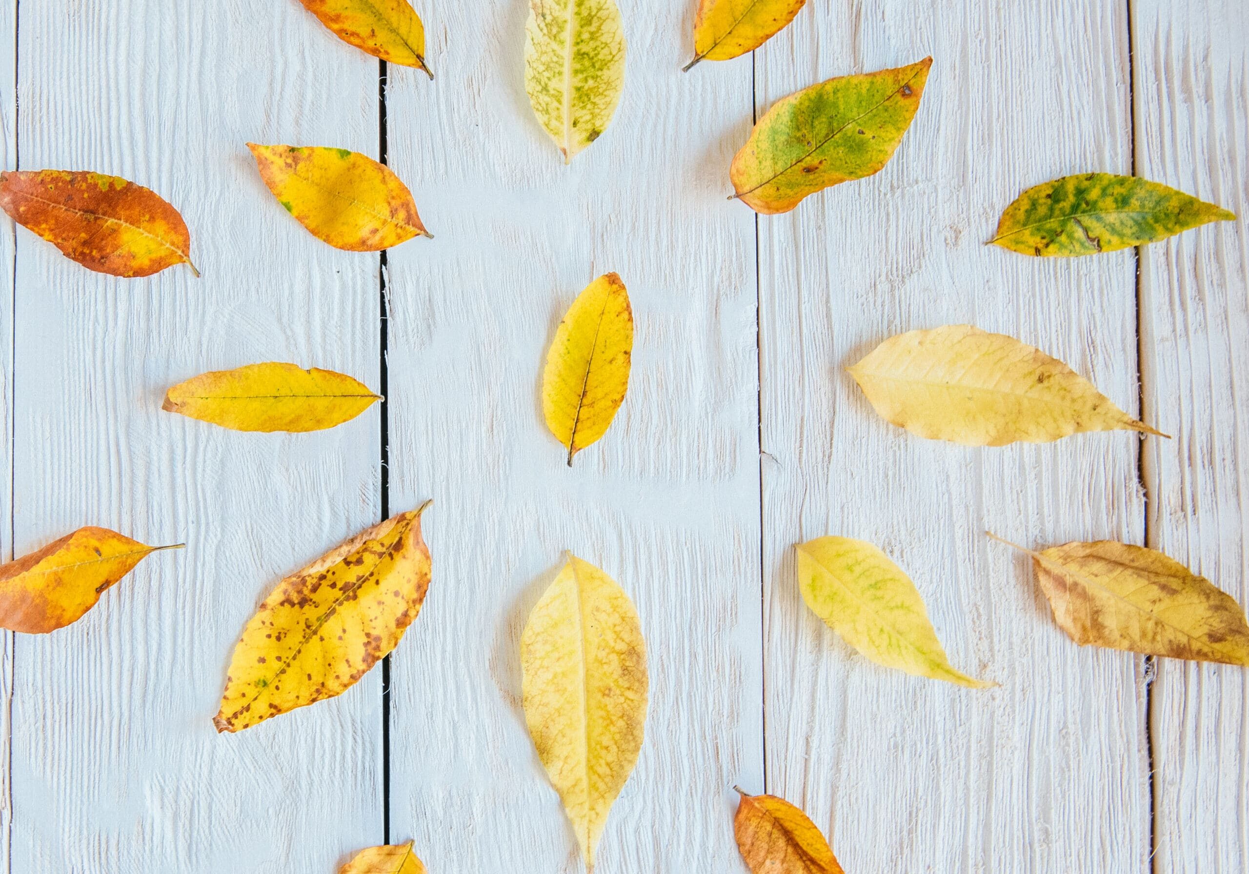 Autumn,Composition.,Pattern,Made,Of,Autumn,Leaves,,Acorn,,Pine,Cones.